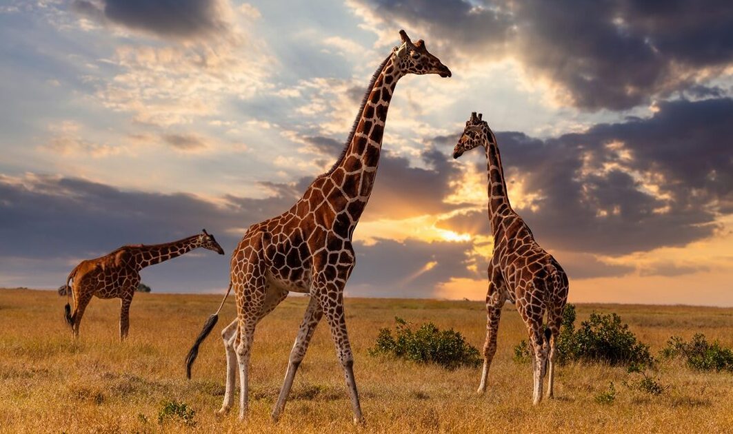 逆流性食道炎～ヒトは食べてすぐに寝ても、キリンにはならない～
