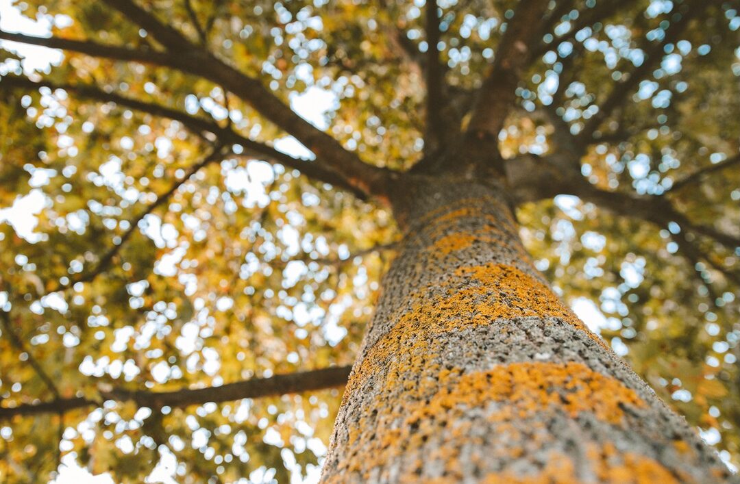 それもこれも、アレルギーという化学反応。